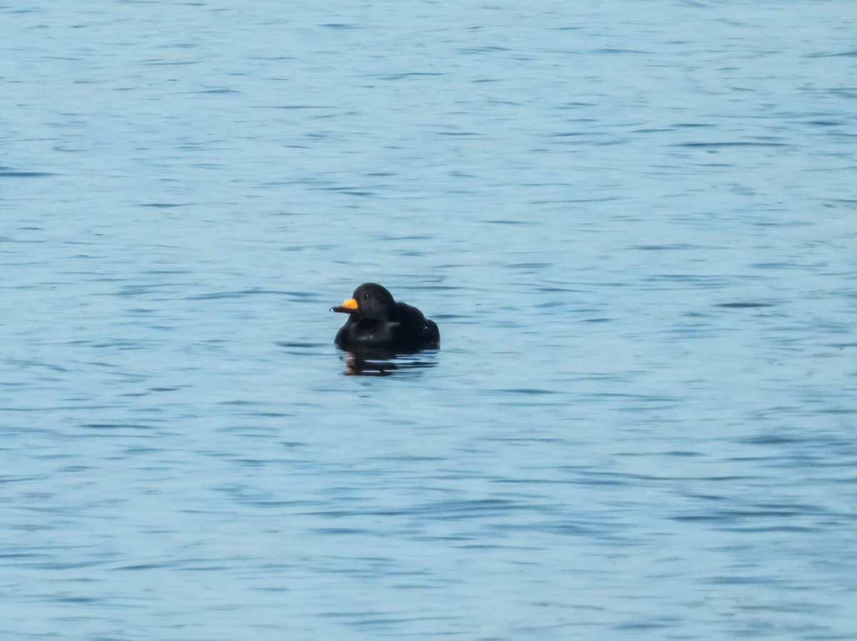 Black Scoter - ML613468531