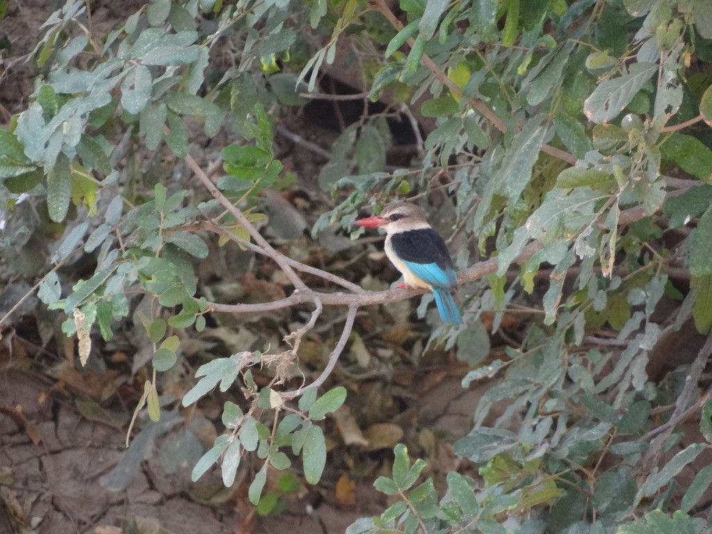 Brown-hooded Kingfisher - Anonymous