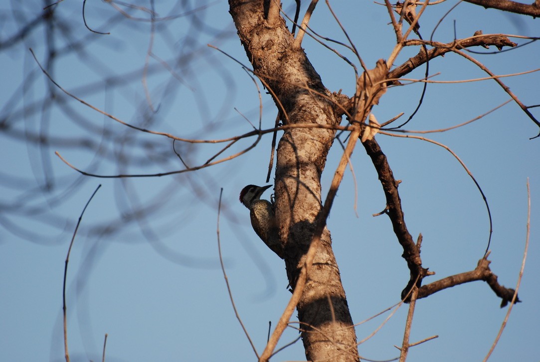 Bennett's Woodpecker - Anonymous