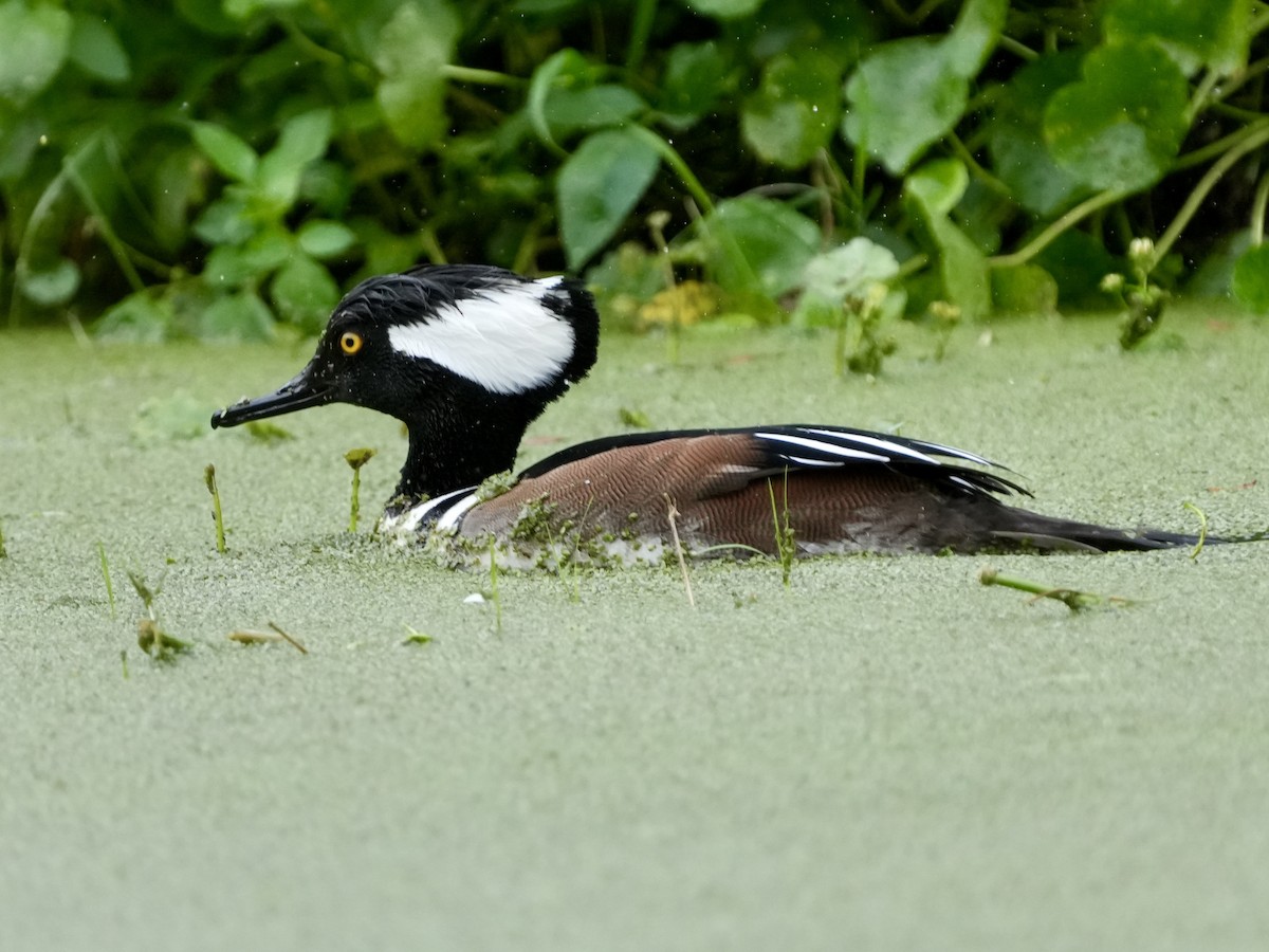 Hooded Merganser - ML613468607