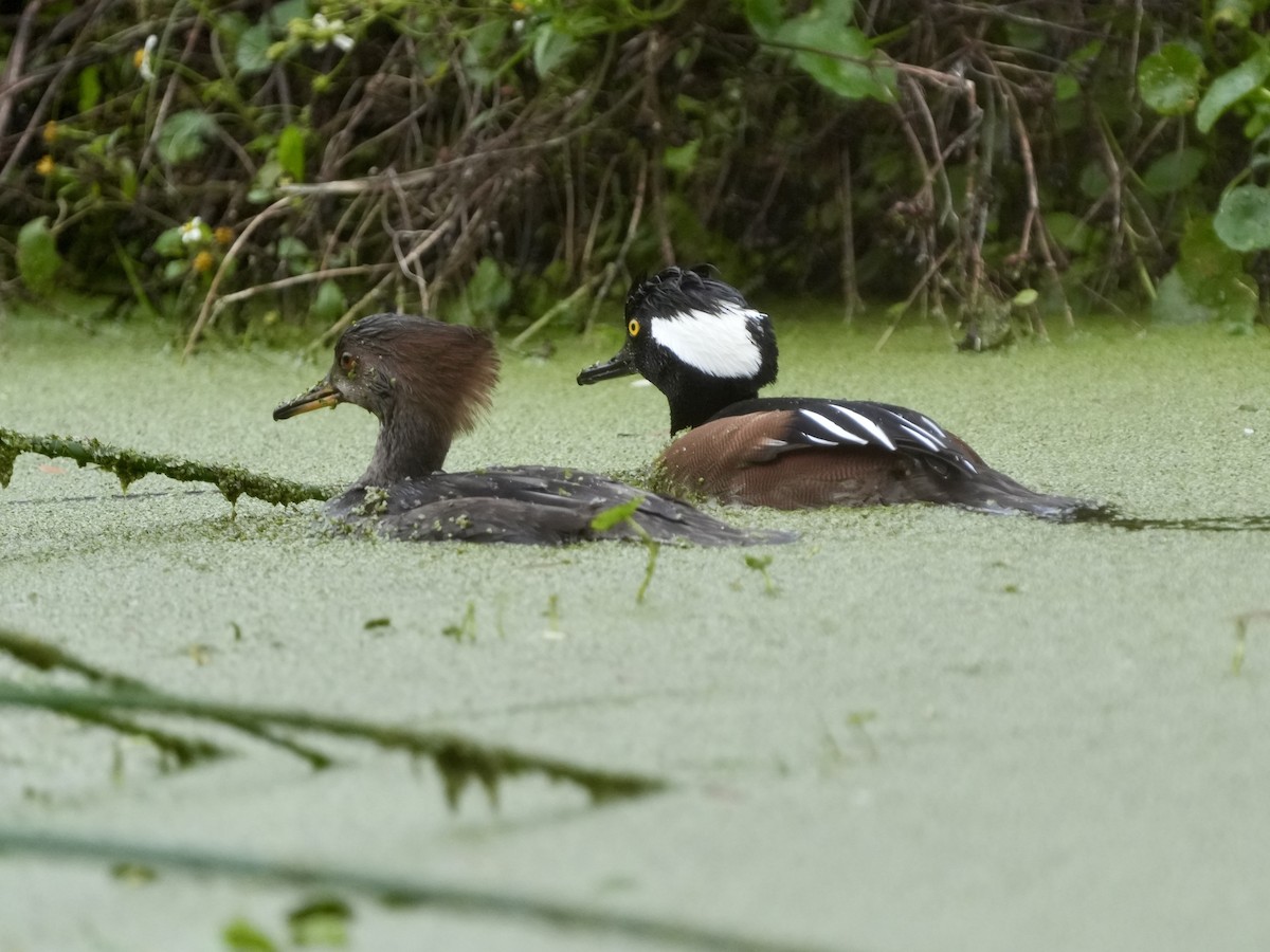 Hooded Merganser - ML613468608