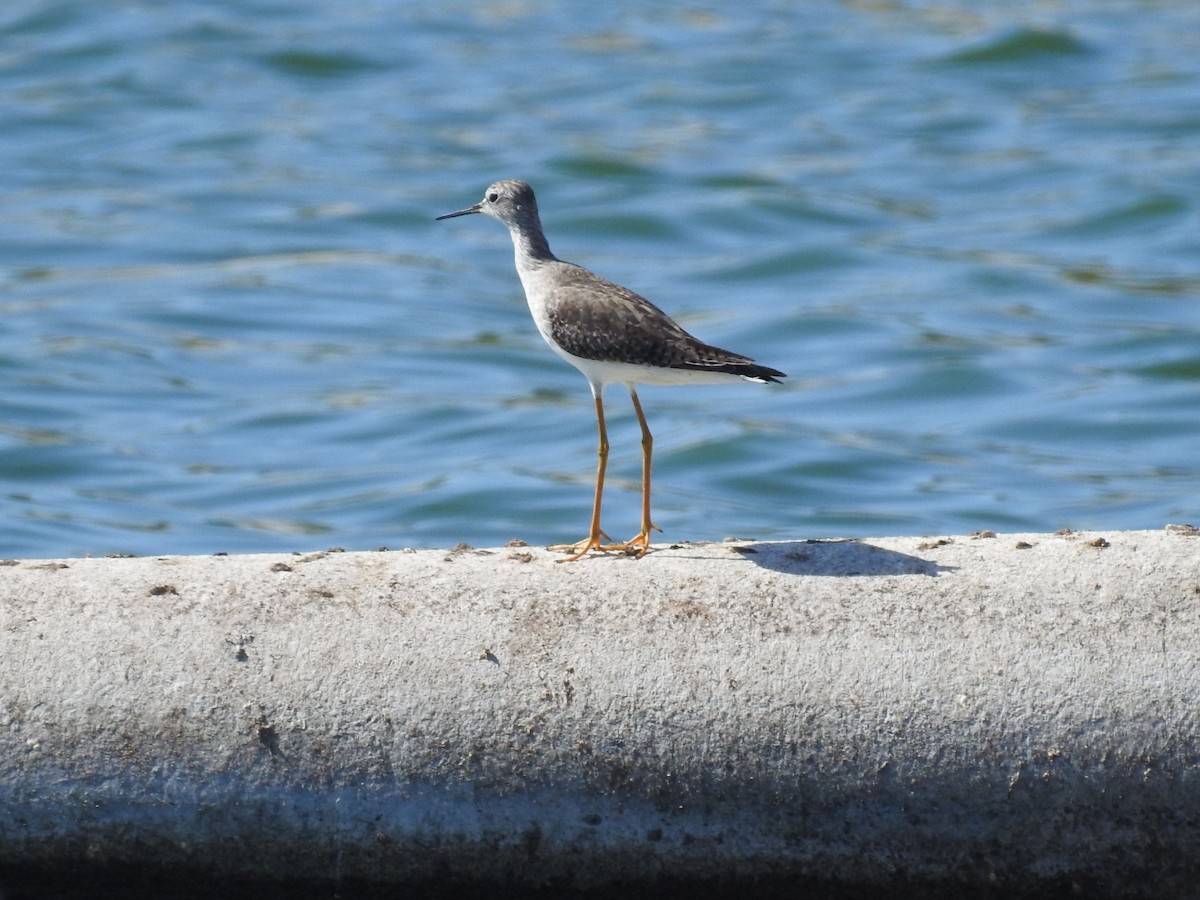 Lesser Yellowlegs - ML613468616