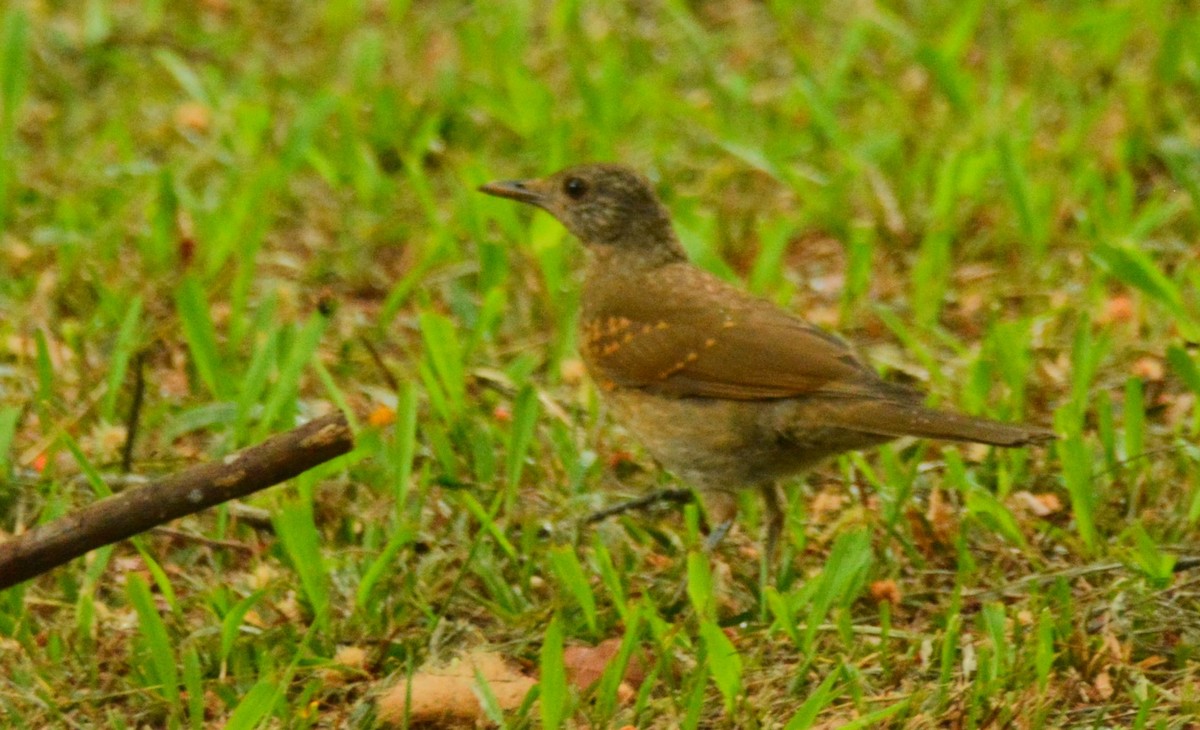 Pale-breasted Thrush - ML613468650