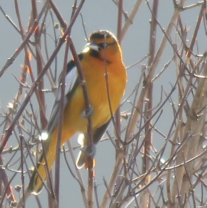 Bullock's Oriole - ML613468725