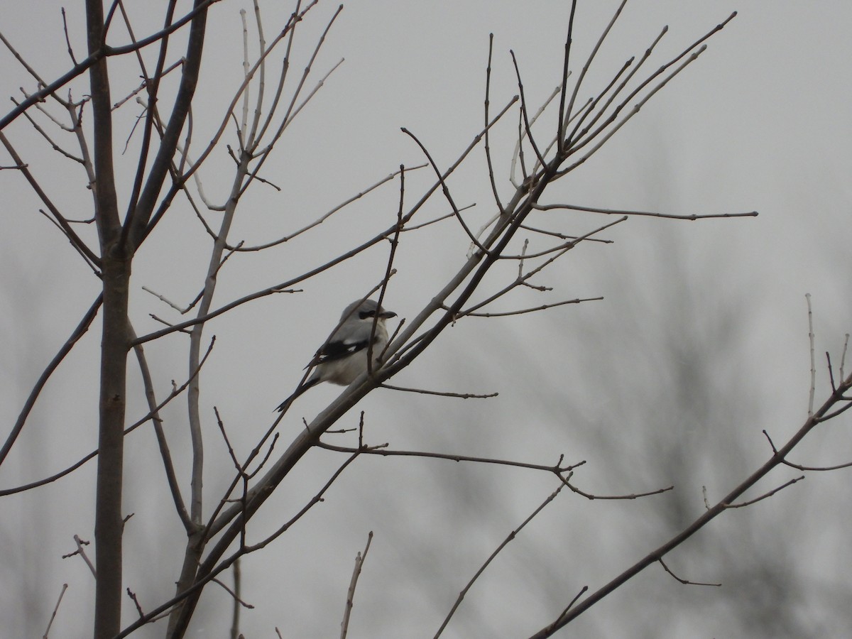 Northern Shrike - Amanda & Matt Sloan