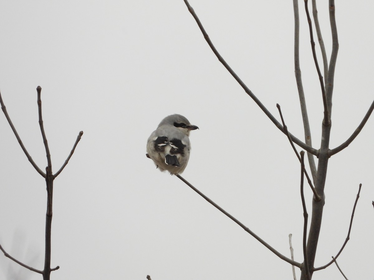 Northern Shrike - ML613468738