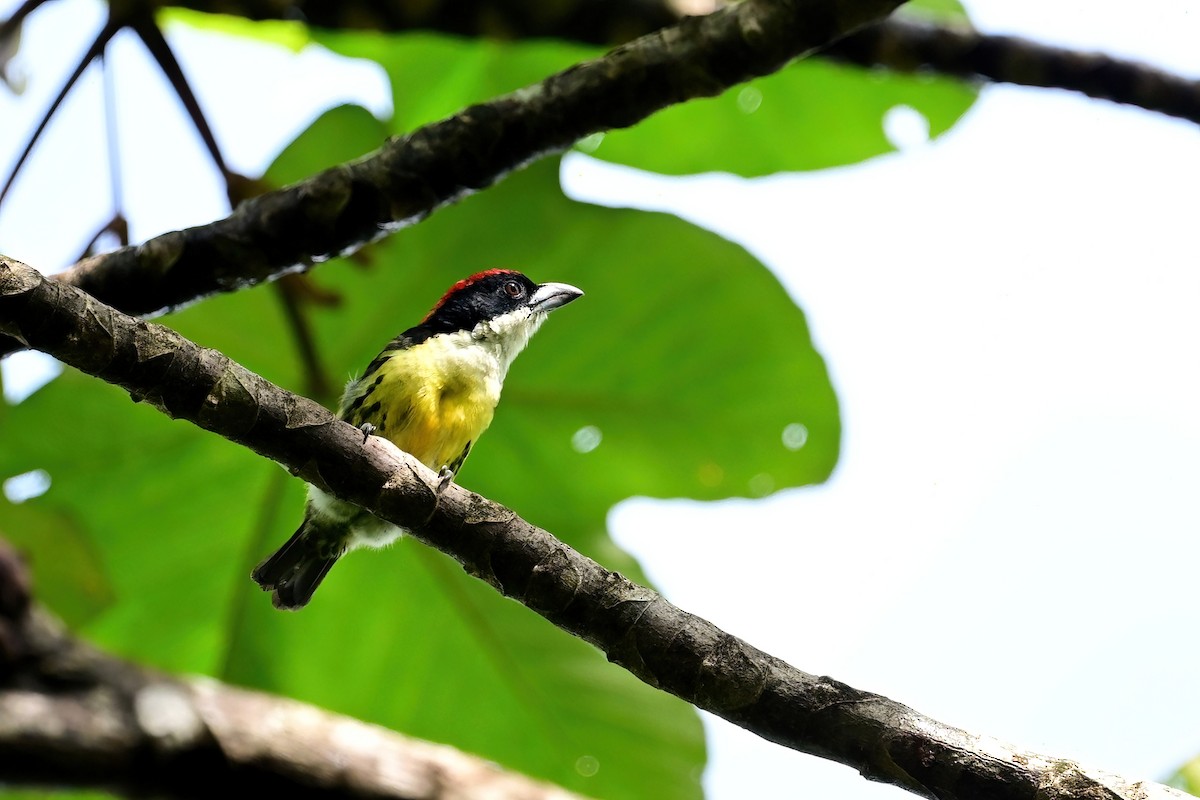 Five-colored Barbet - Eileen Gibney