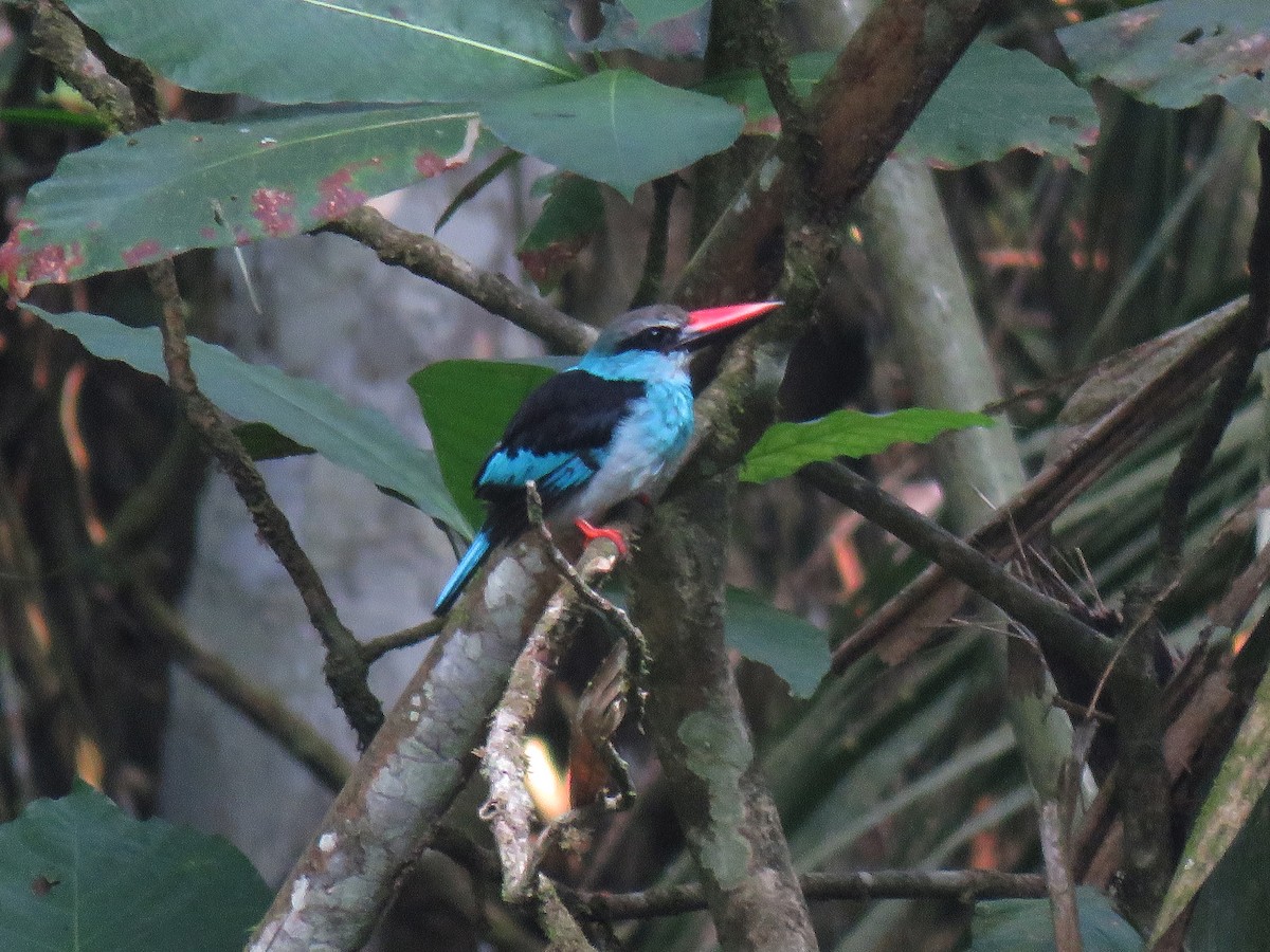 Blue-breasted Kingfisher - ML613468767