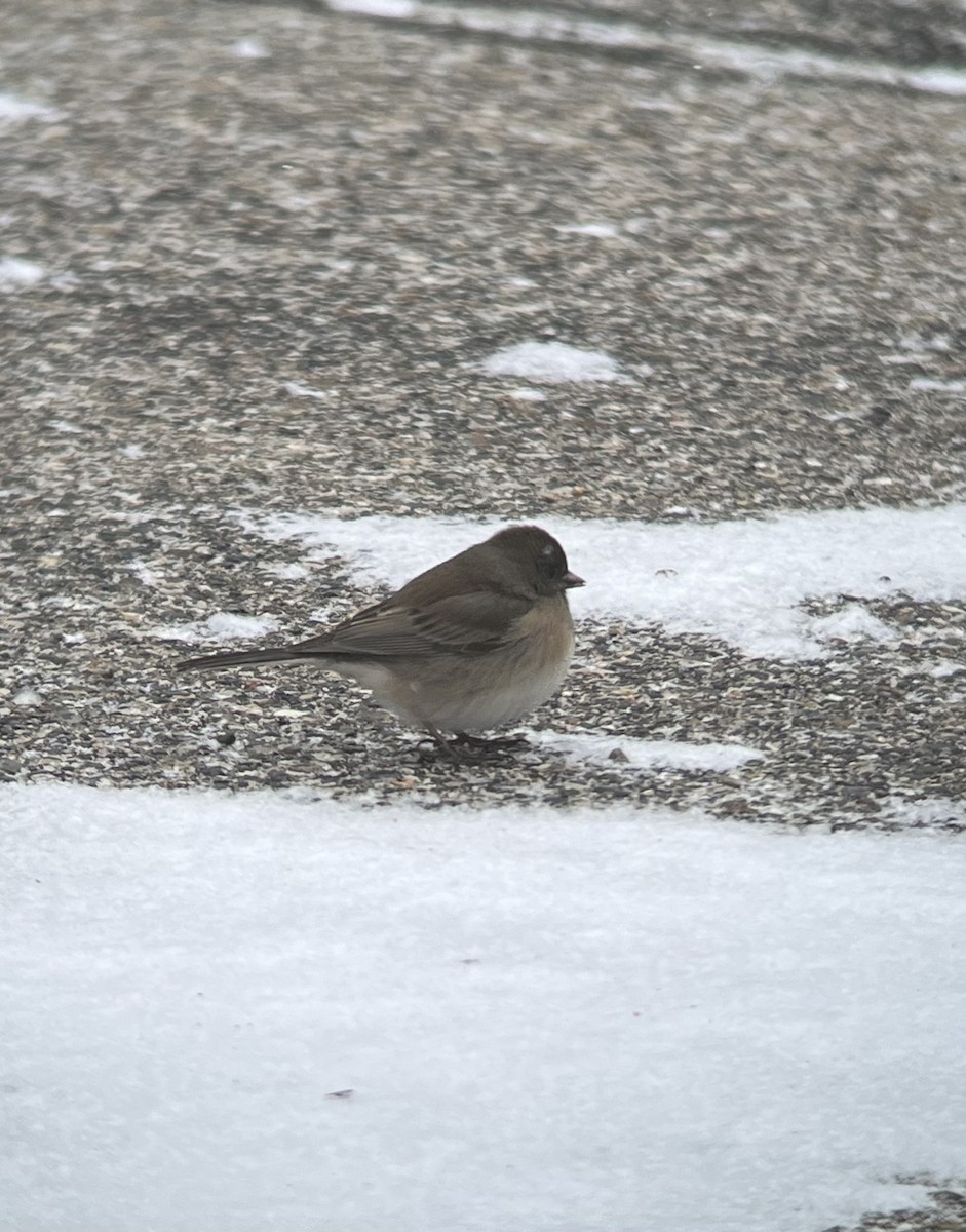 Dark-eyed Junco (Oregon) - ML613468847