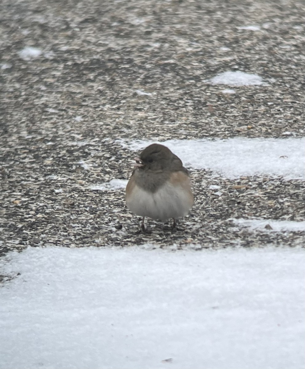 Dark-eyed Junco (Oregon) - ML613468850