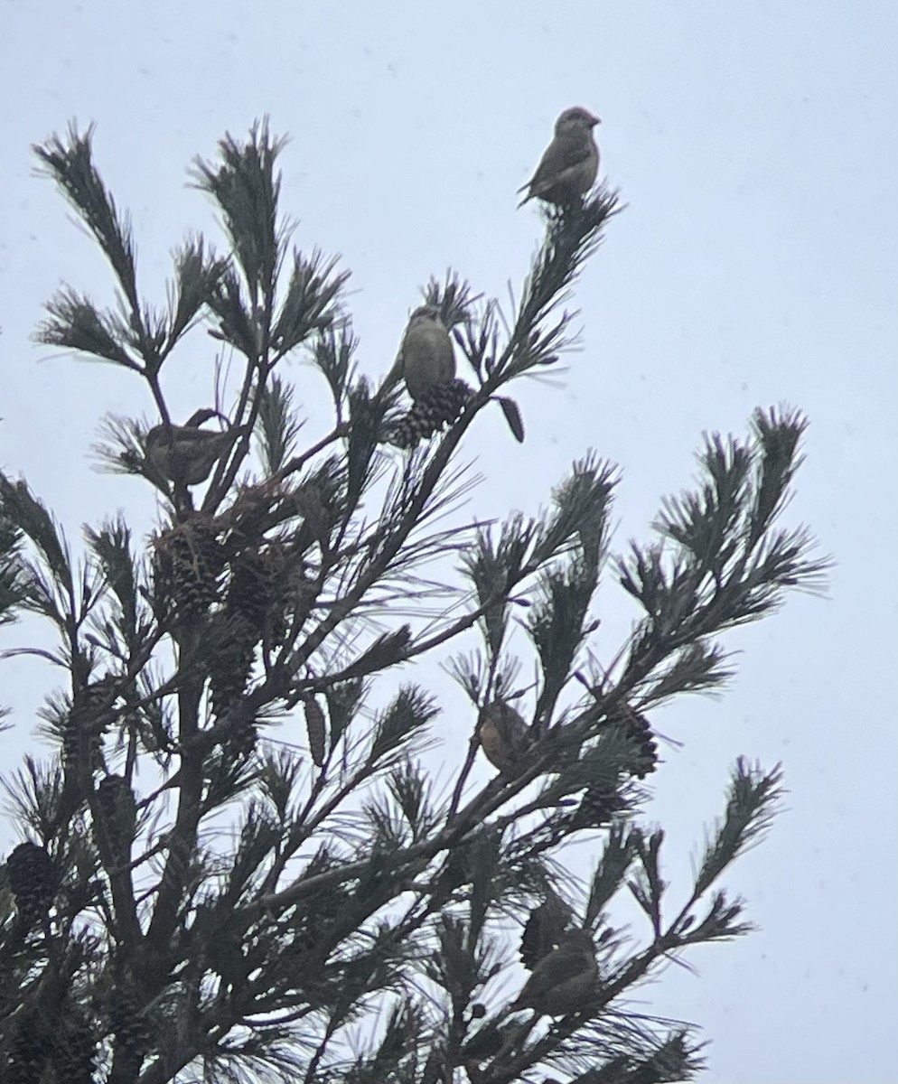 Bec-croisé des sapins - ML613468864