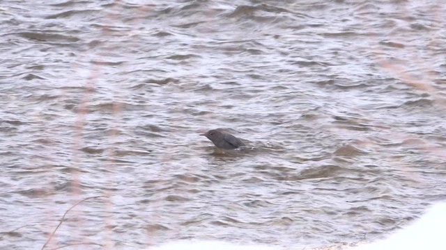 American Dipper - ML613468880