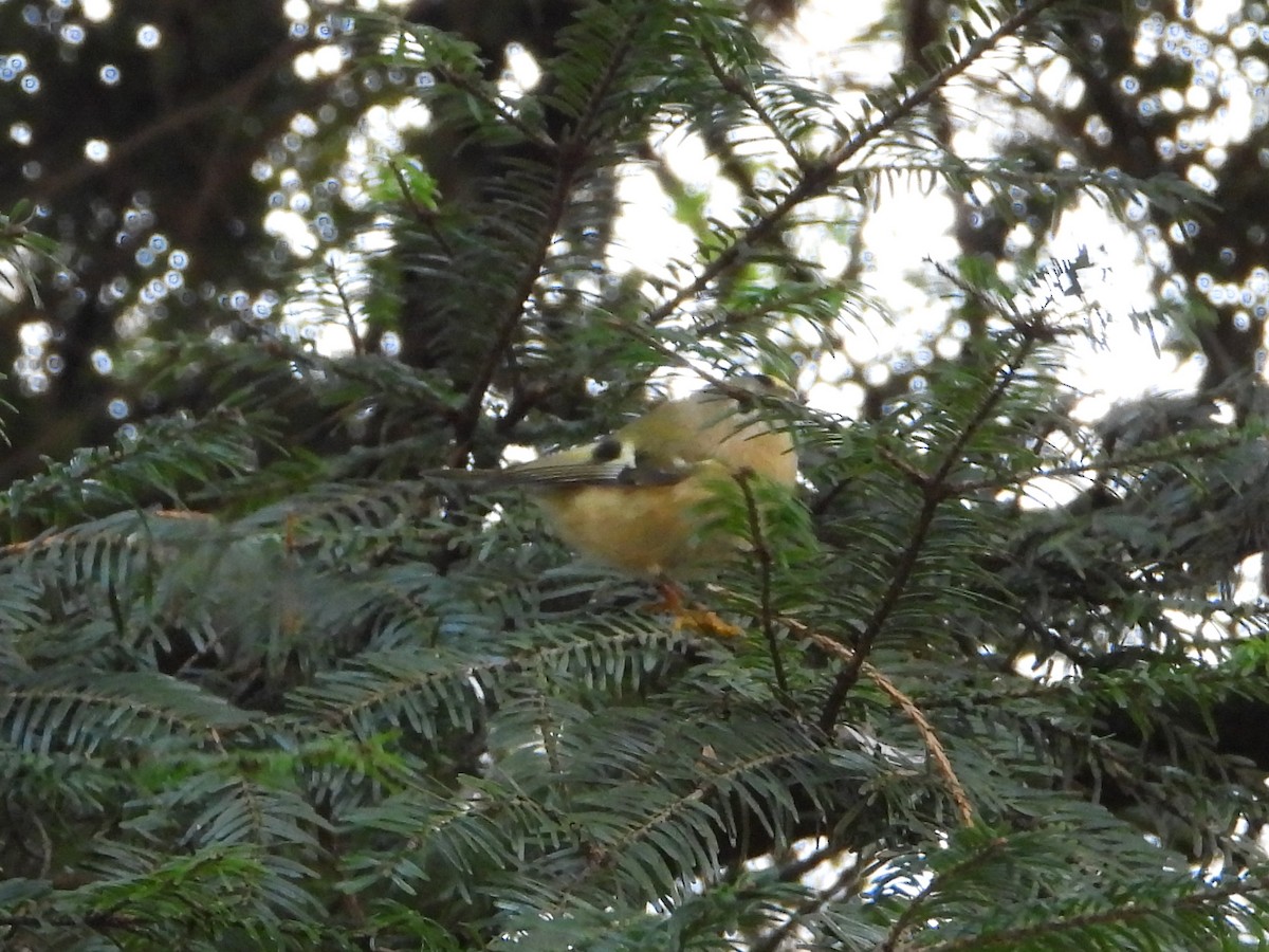 Goldcrest - ML613468989