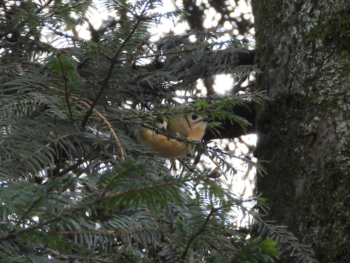 Goldcrest - ML613468991