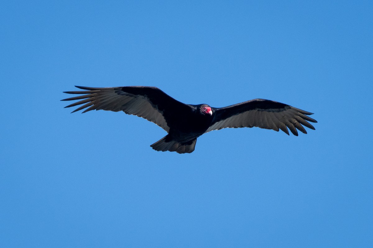 Turkey Vulture - ML613469003