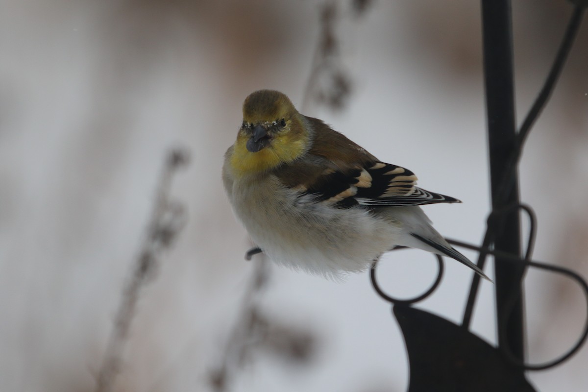 American Goldfinch - ML613469004