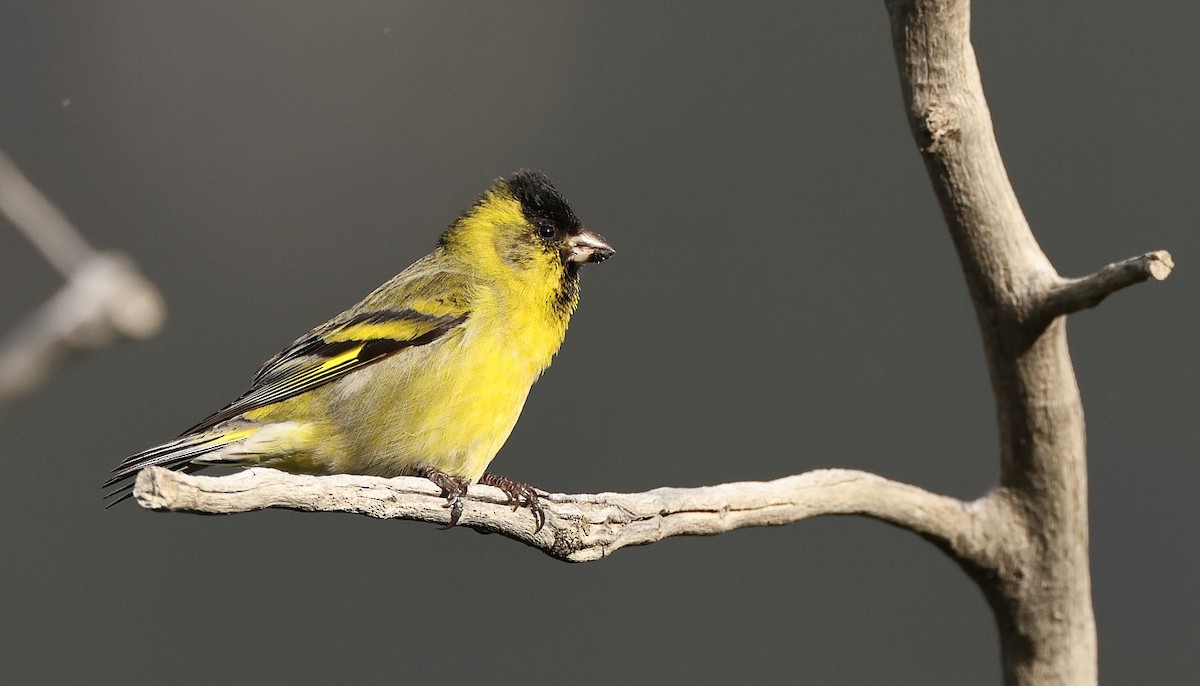 Чиж бородатий - ML613469011