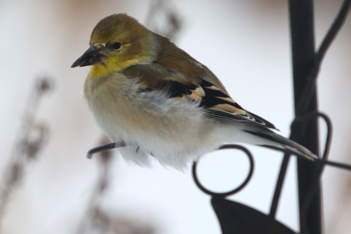 American Goldfinch - ML613469025