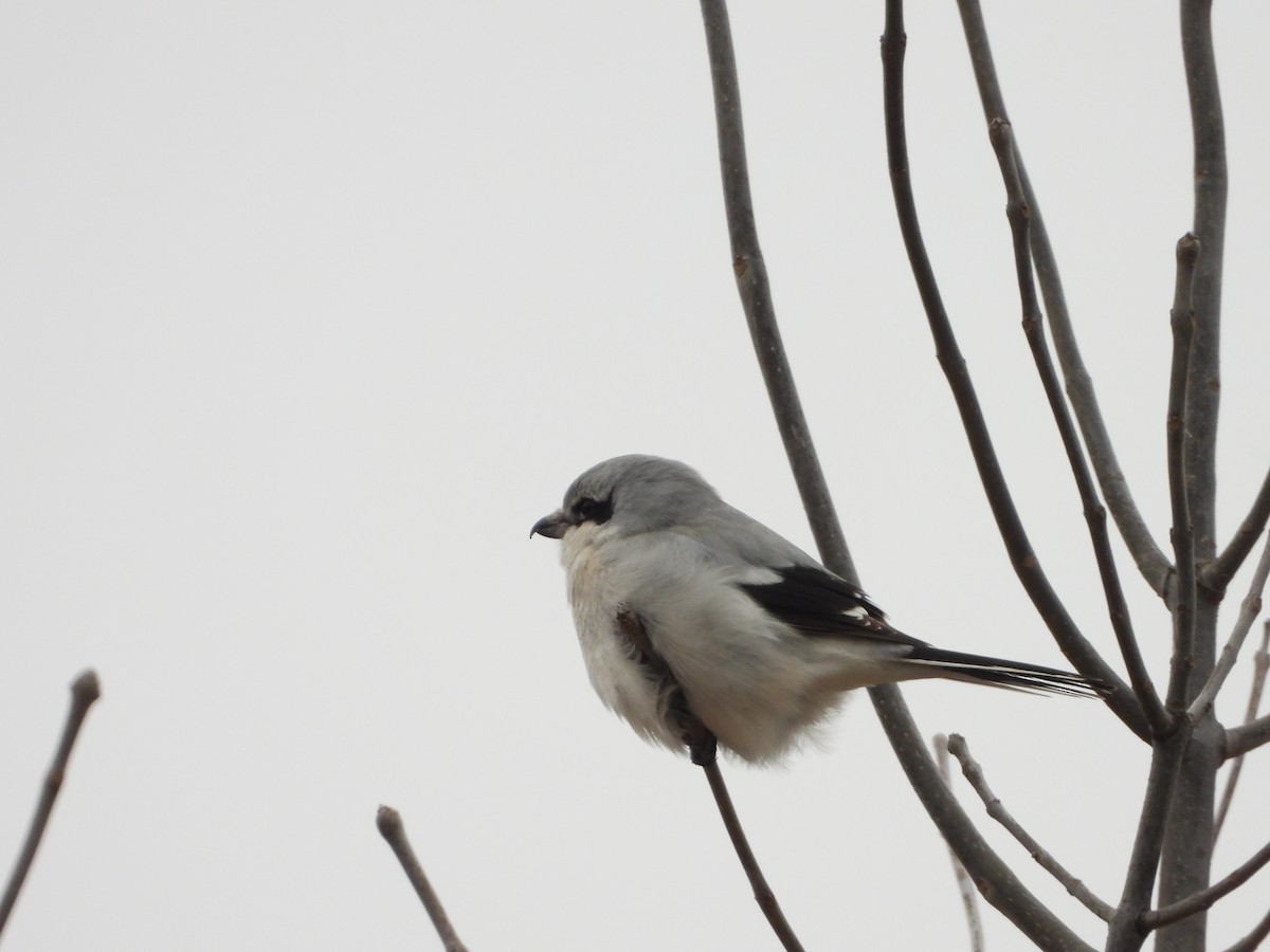 Alcaudón Boreal - ML613469084