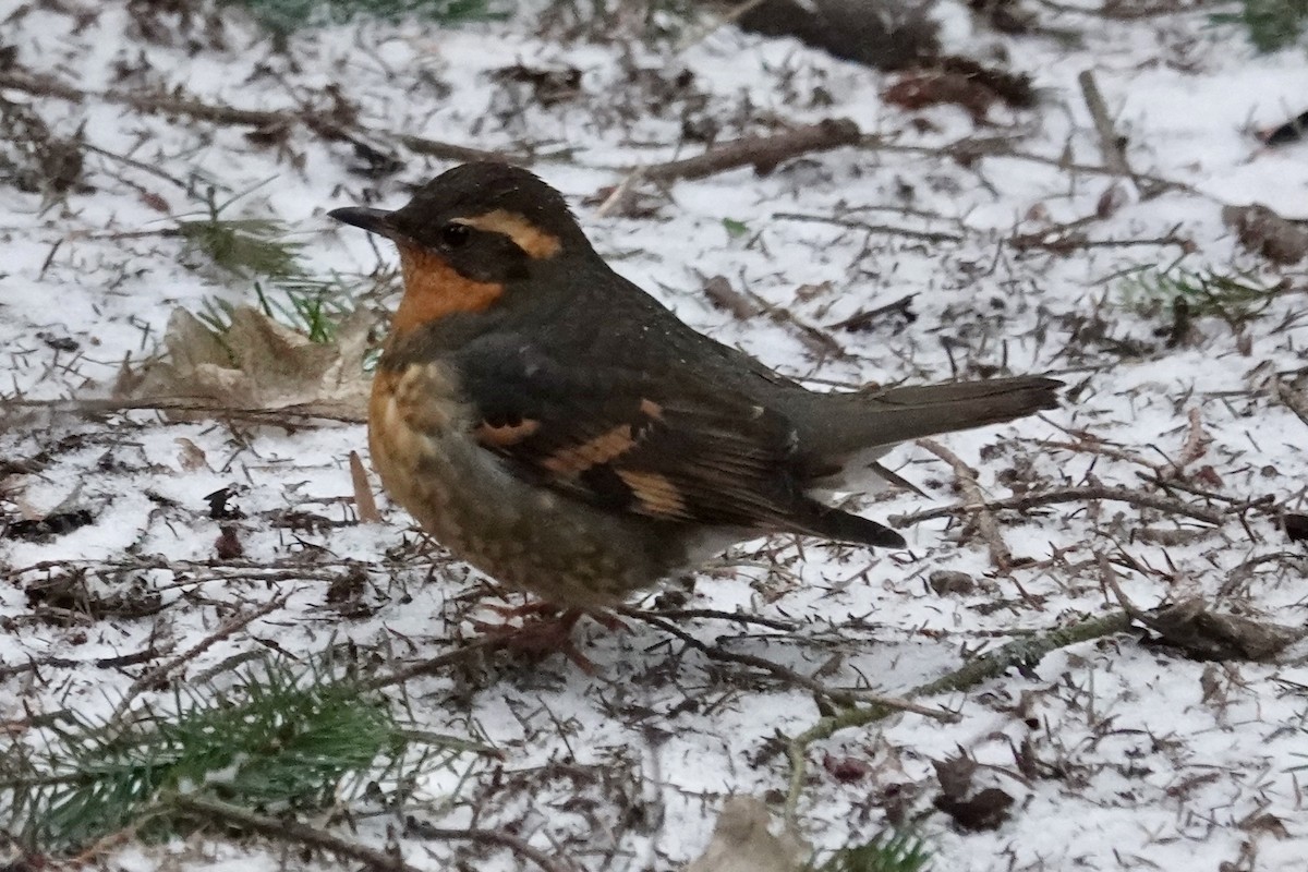 Varied Thrush - ML613469102