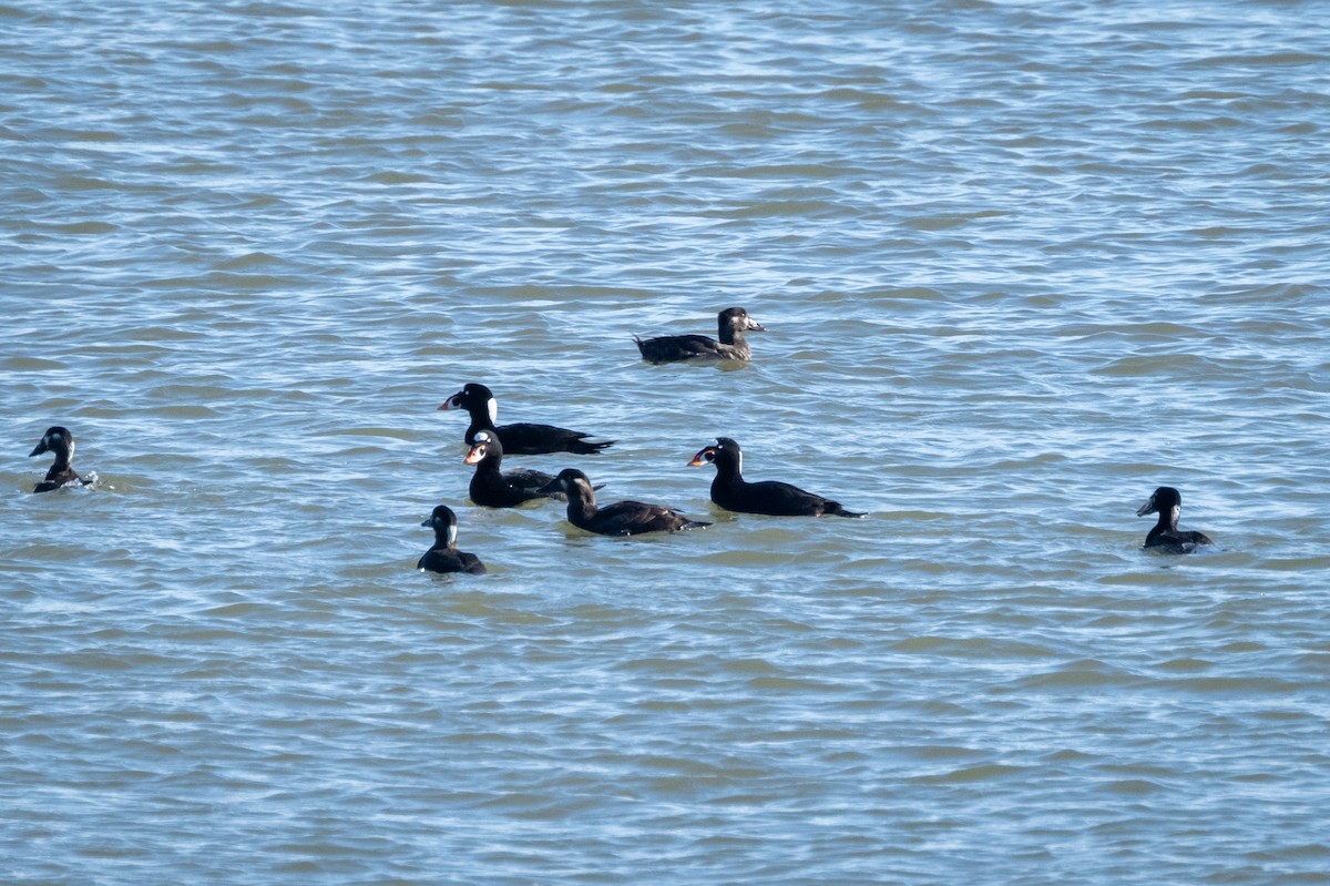 Surf Scoter - ML613469114