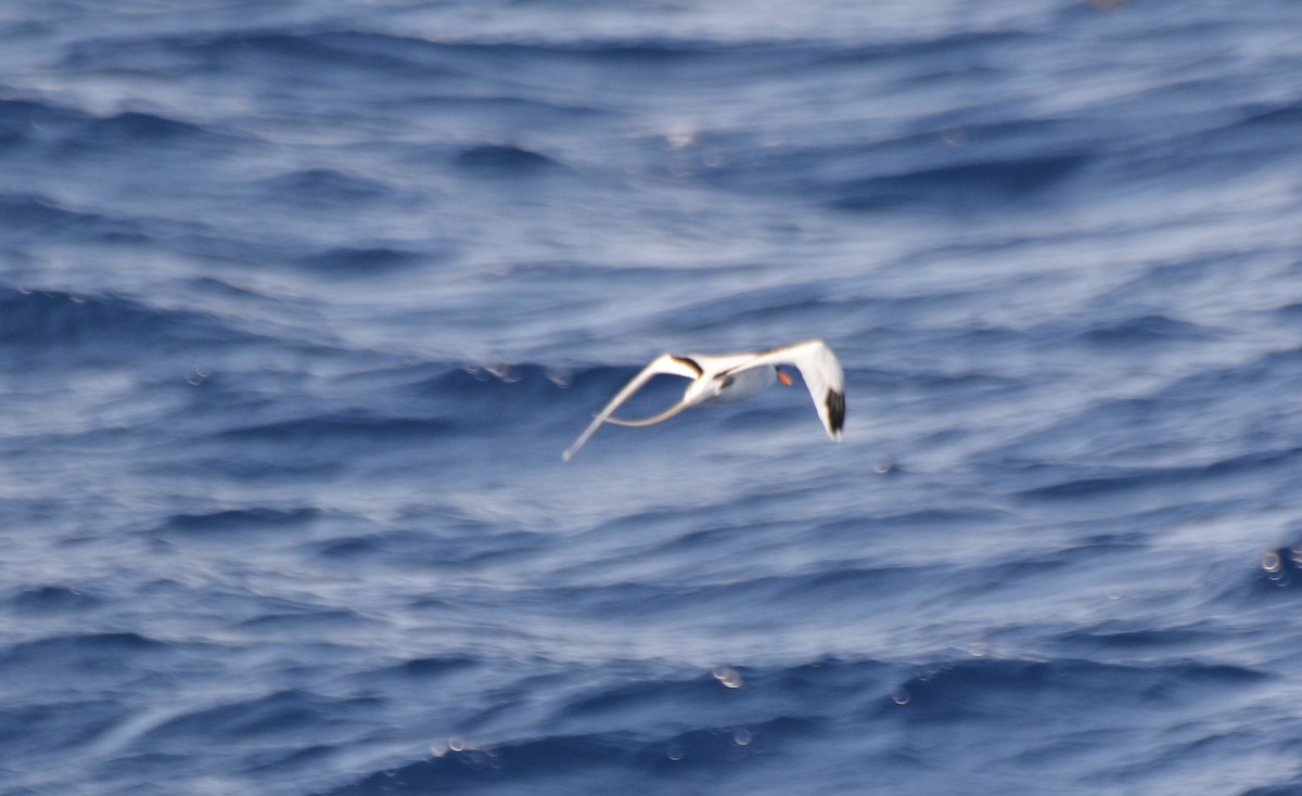 White-tailed Tropicbird - ML613469138