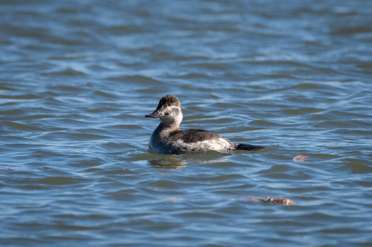 Ruddy Duck - ML613469157