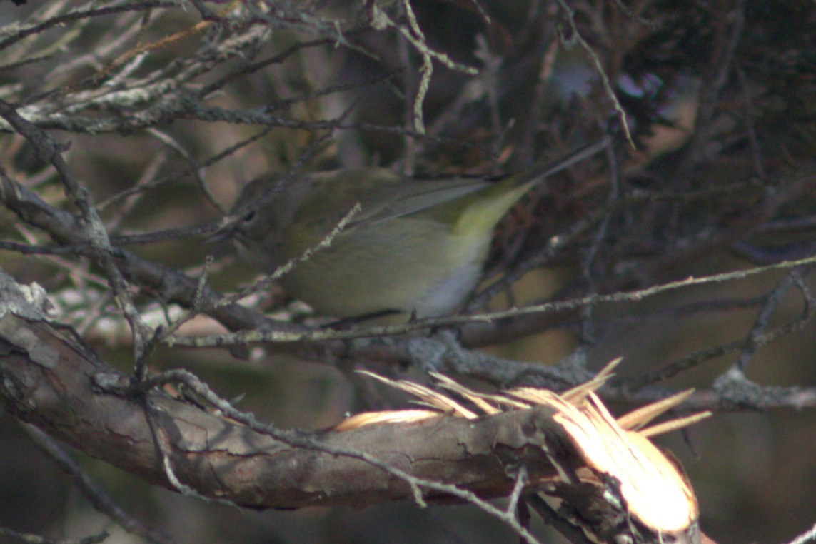 Orange-crowned Warbler - ML613469192