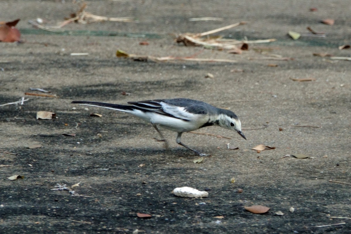 White Wagtail - Carl Haynie