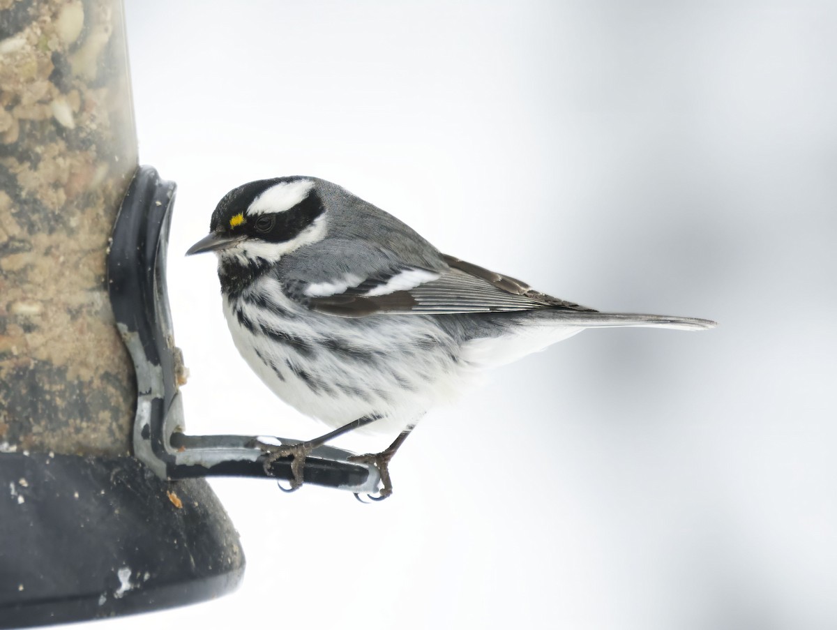 Black-throated Gray Warbler - ML613469217