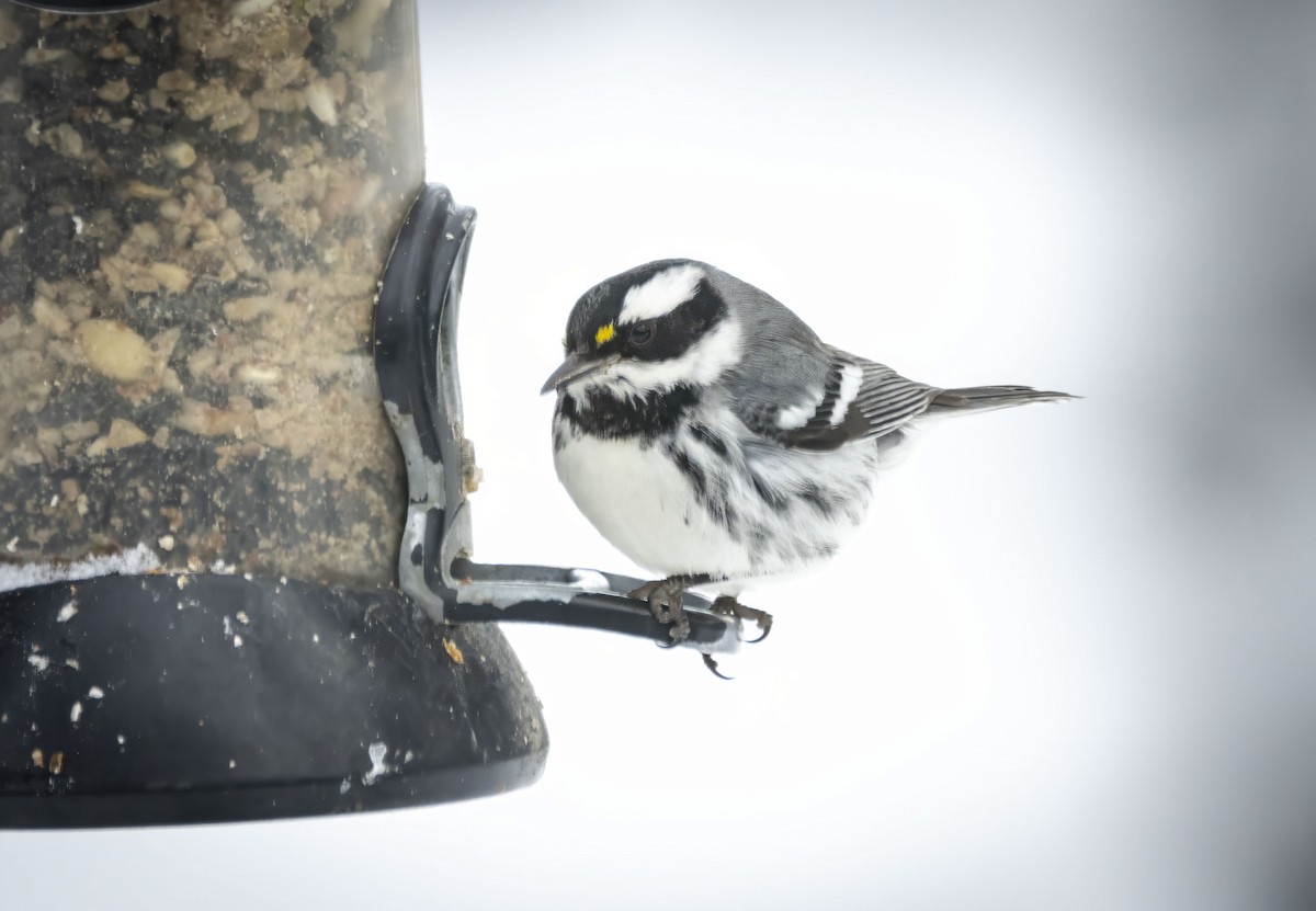 Black-throated Gray Warbler - ML613469219