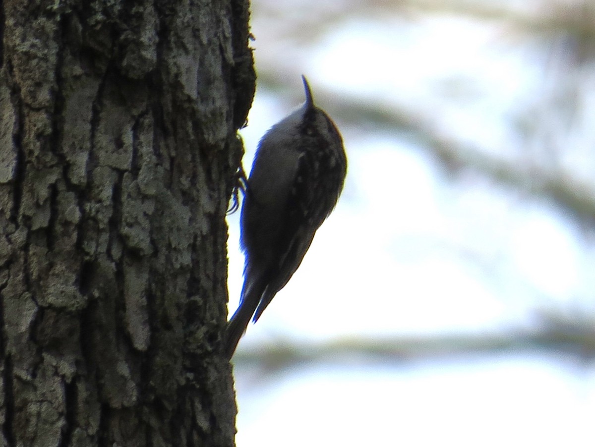 Brown Creeper - ML613469228