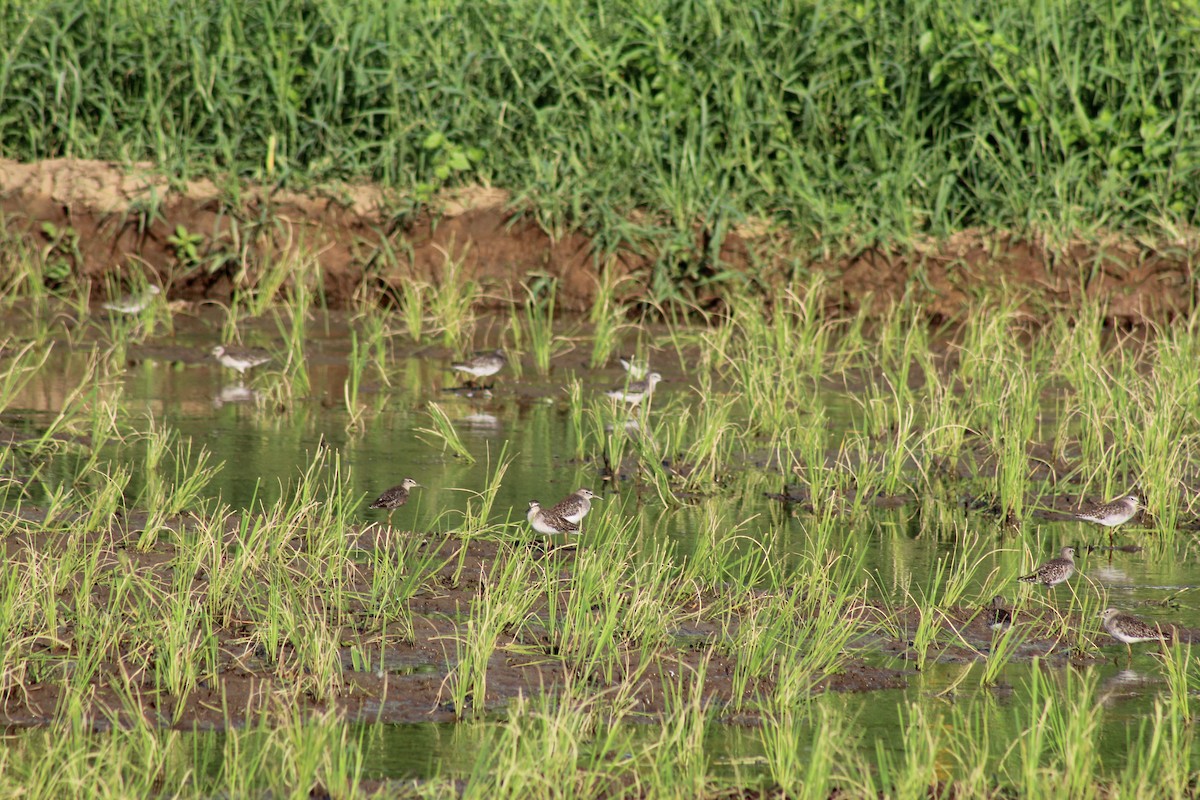 Wood Sandpiper - ML613469272