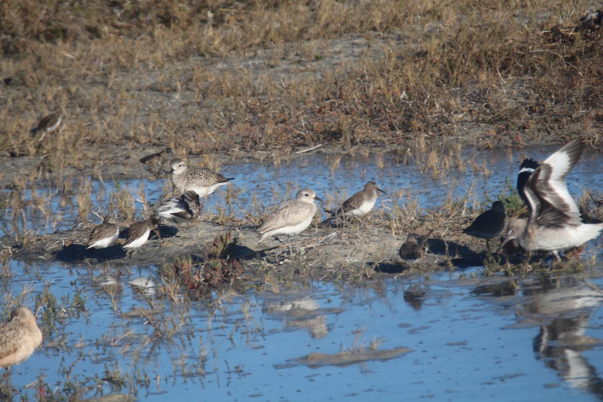 Dunlin - ML613469302