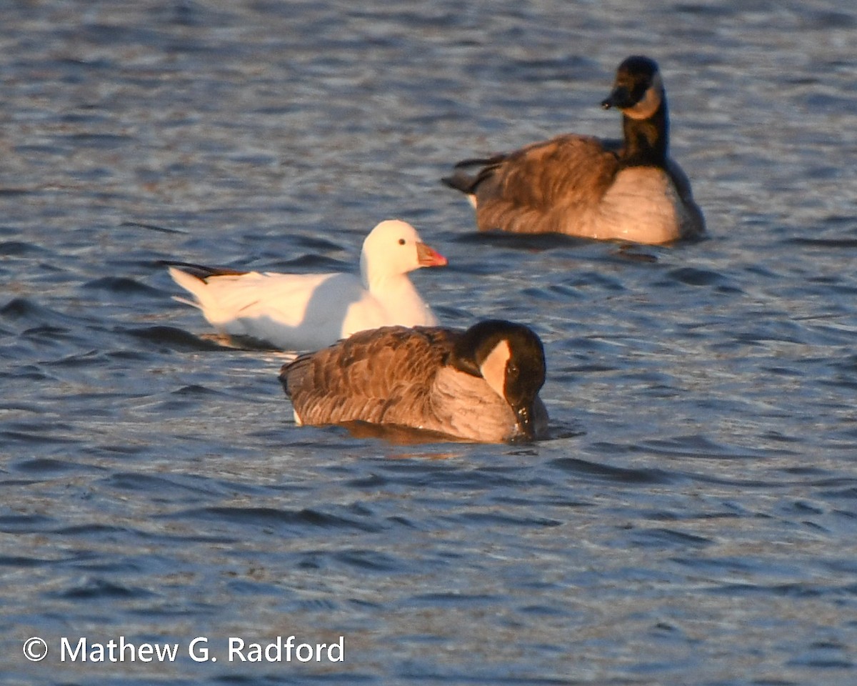 Ross's Goose - ML613469325