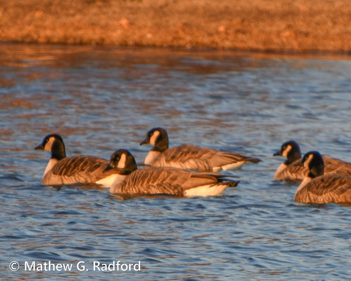 Cackling Goose - Mathew Radford