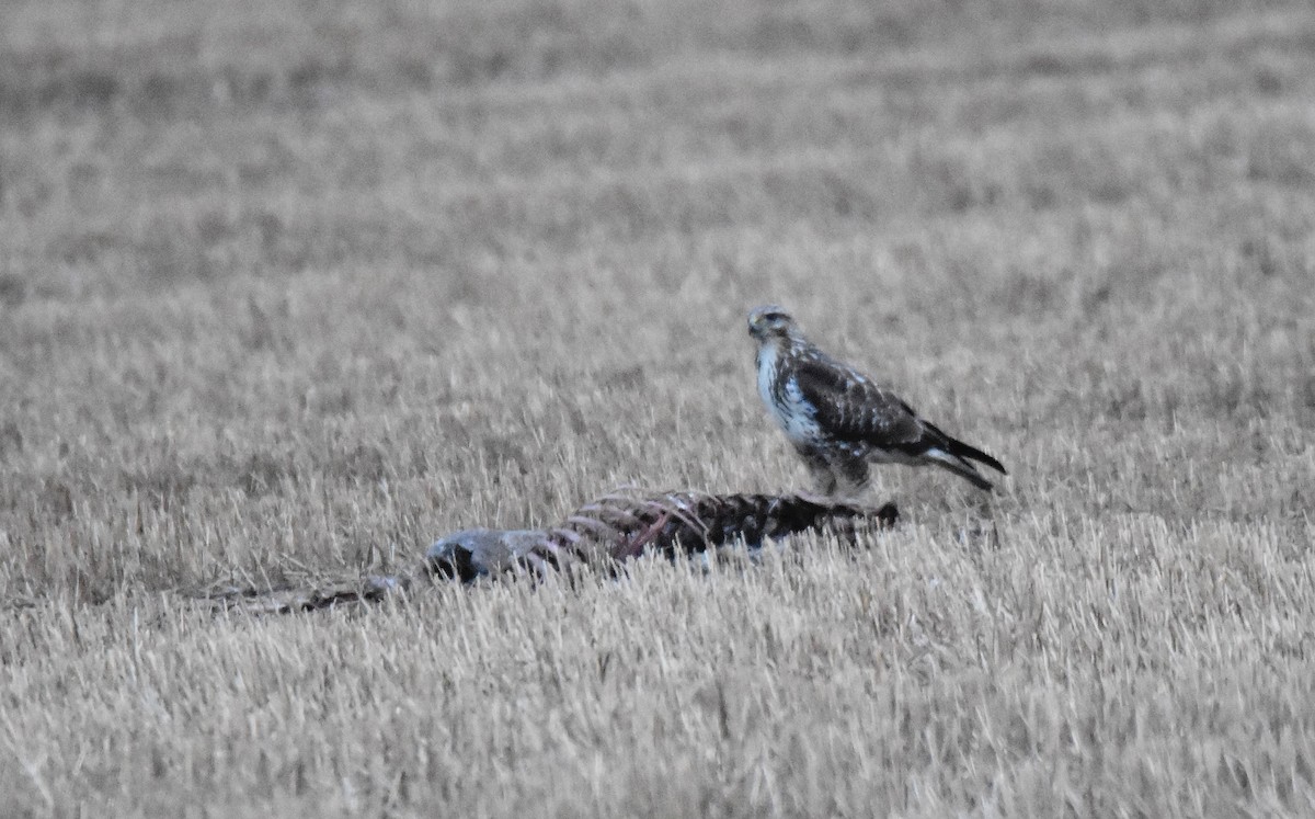 Common Buzzard - ML613469390