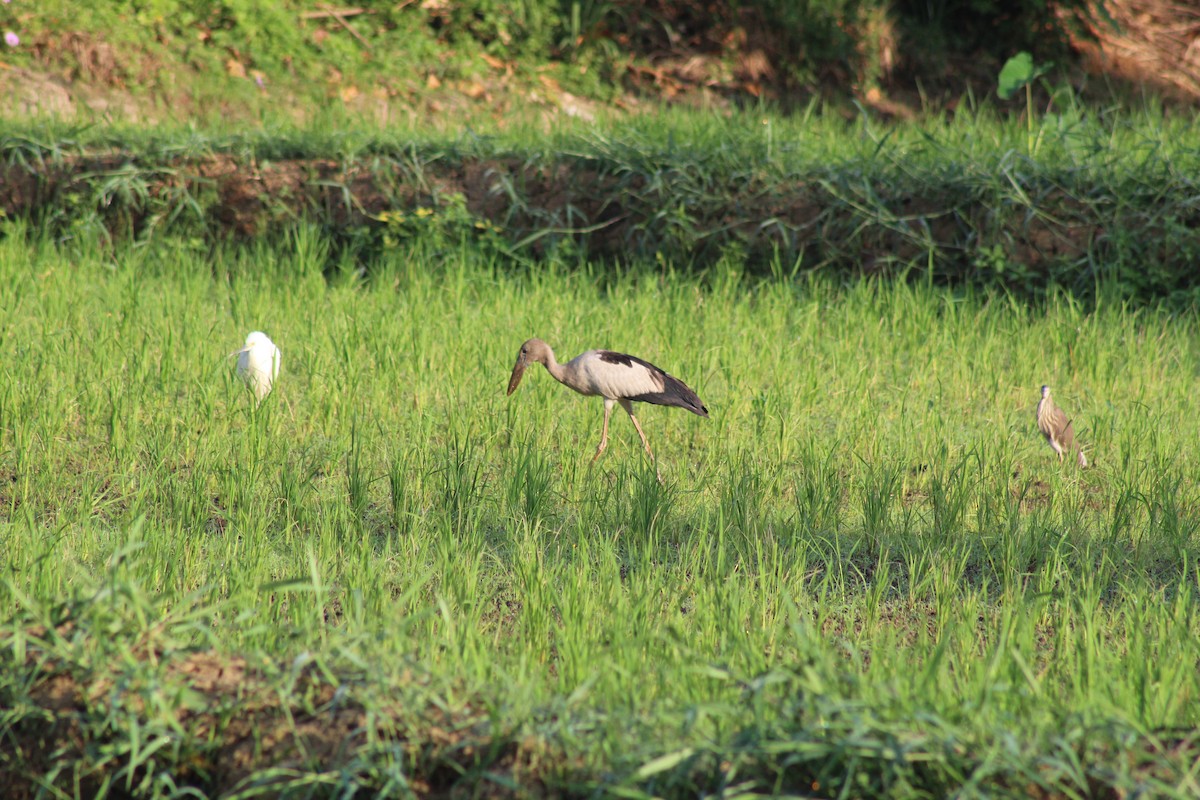 Asian Openbill - ML613469403