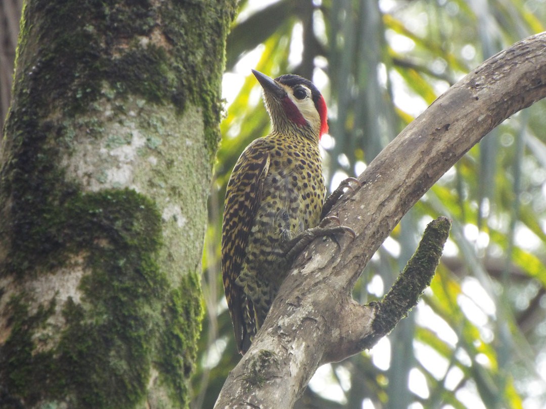 Green-barred Woodpecker - Henrique Heidi Horiyshi