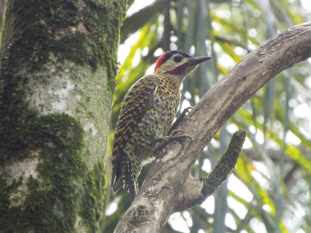 Green-barred Woodpecker - Henrique Heidi Horiyshi