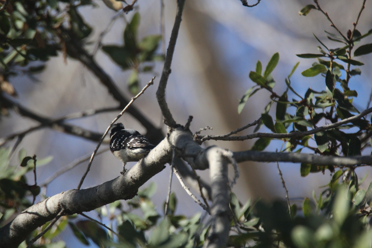 Downy Woodpecker - ML613469510