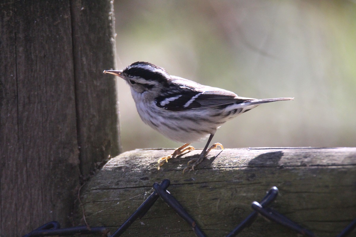 Black-and-white Warbler - ML613469521