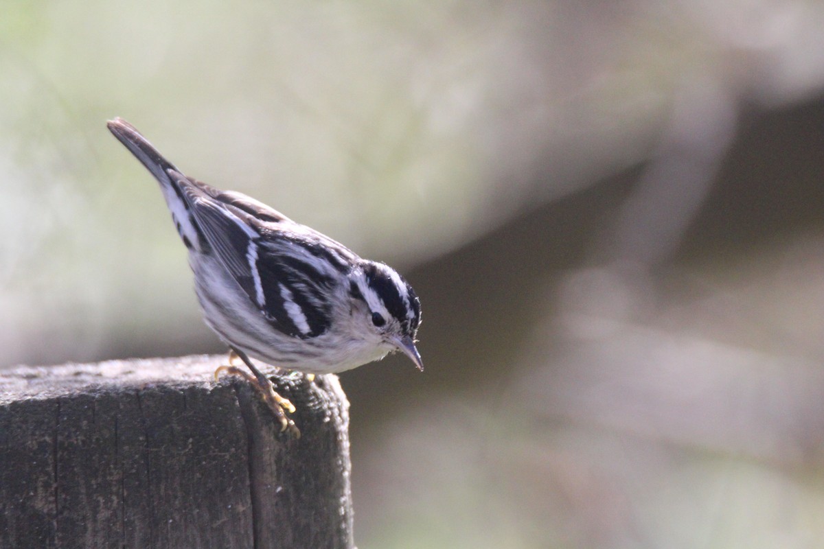 Black-and-white Warbler - ML613469522