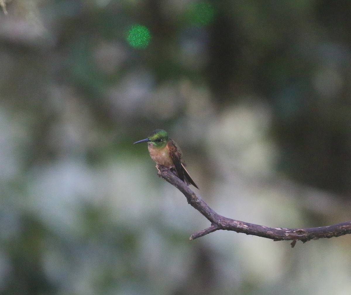 kolibřík hnědobřichý - ML613469552
