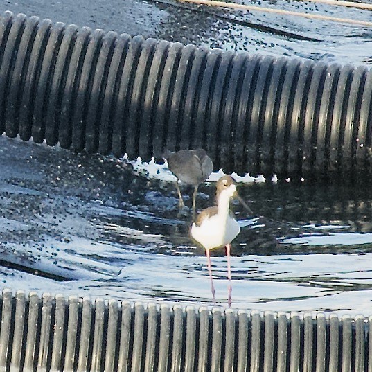 Wandering Tattler - ML613469561