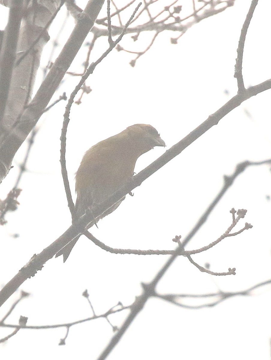 Red Crossbill - Scott Young