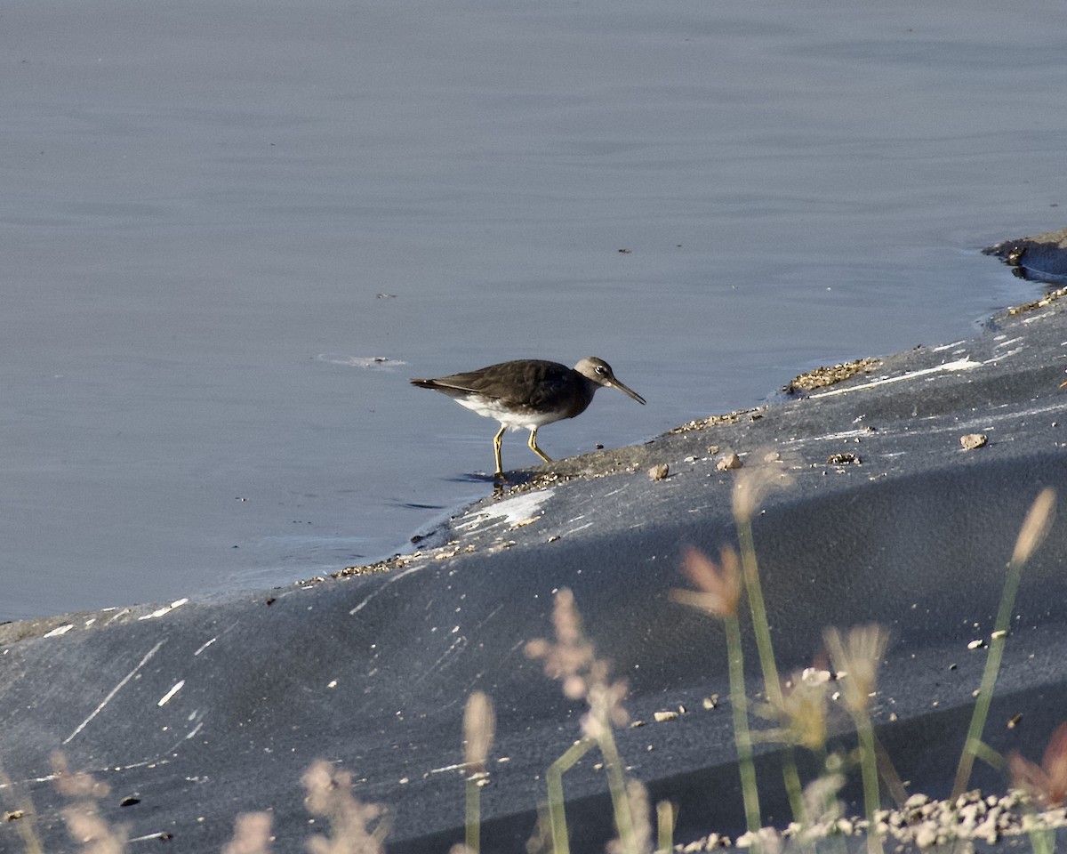 Wandering Tattler - ML613469653