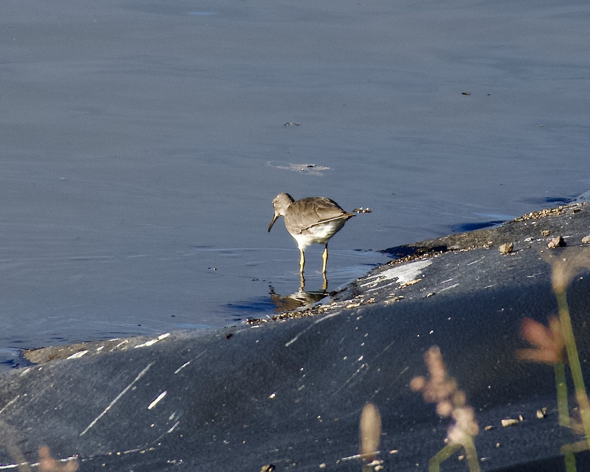 Wandering Tattler - Alexander McDonell