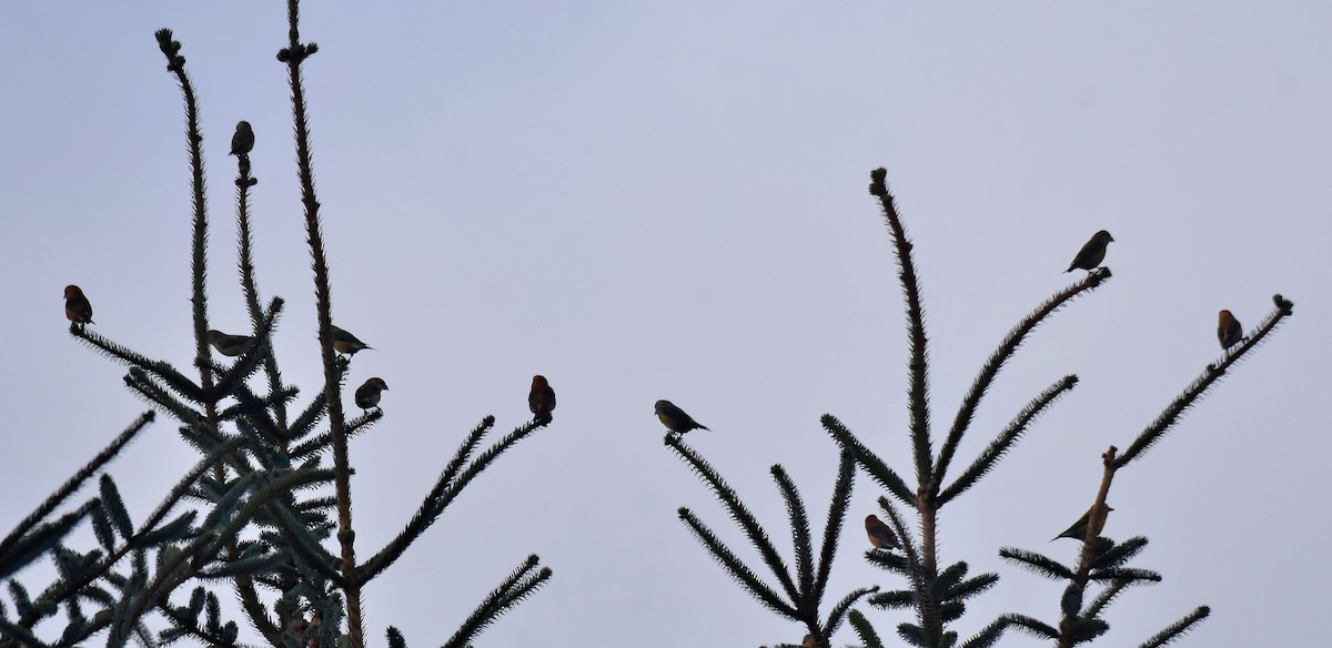 Red Crossbill - ML613469663