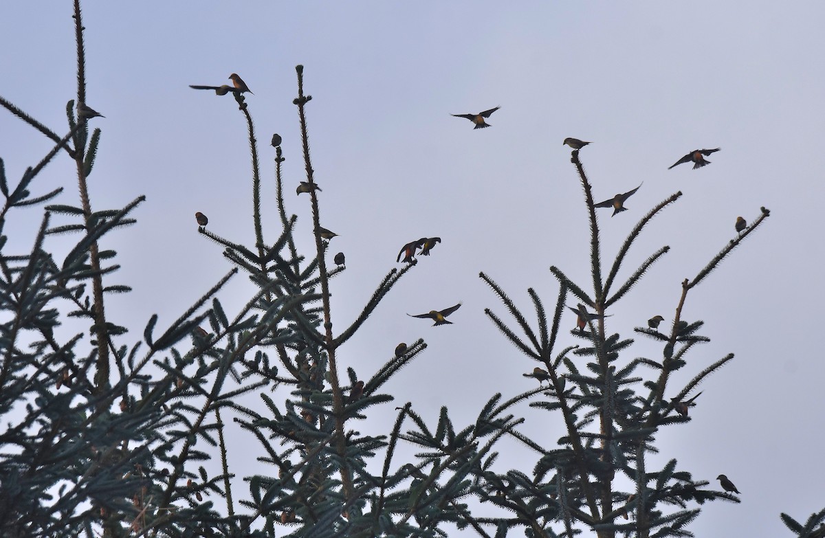 Red Crossbill - ML613469667
